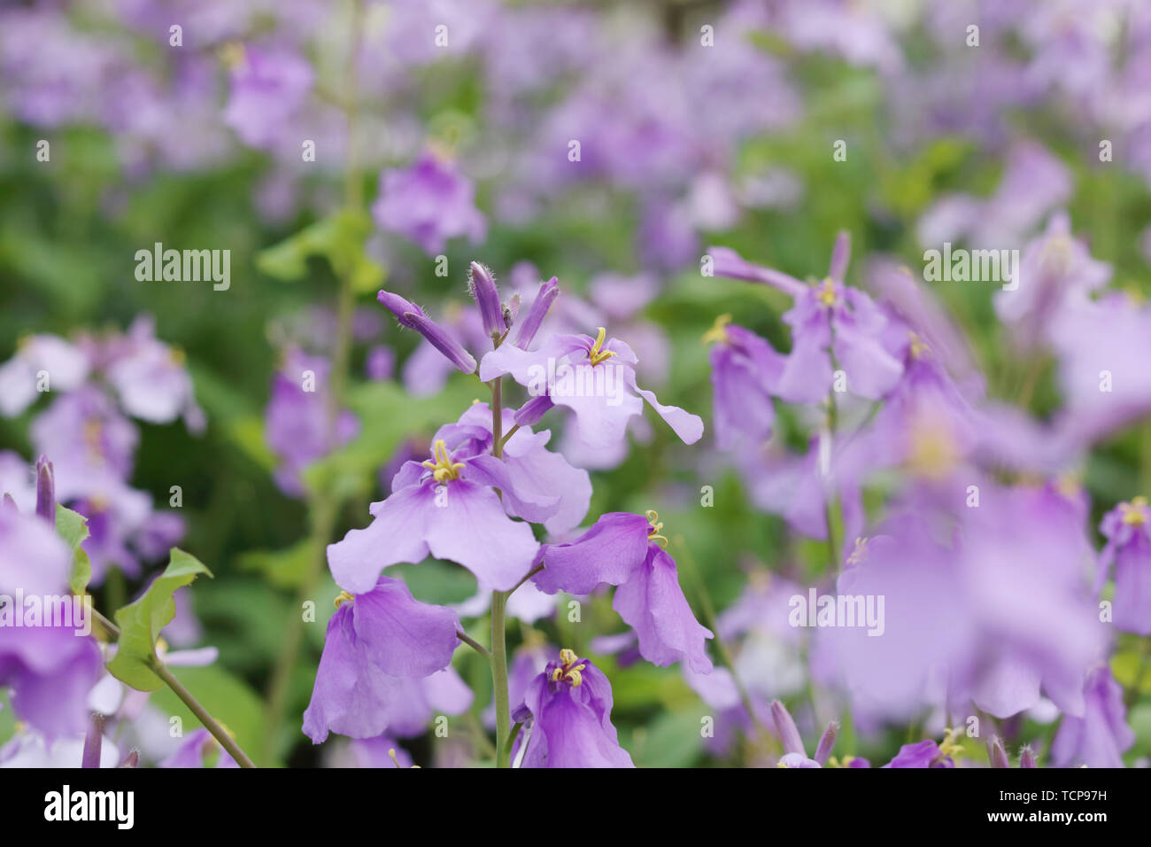 Fiori blu. Foto Stock