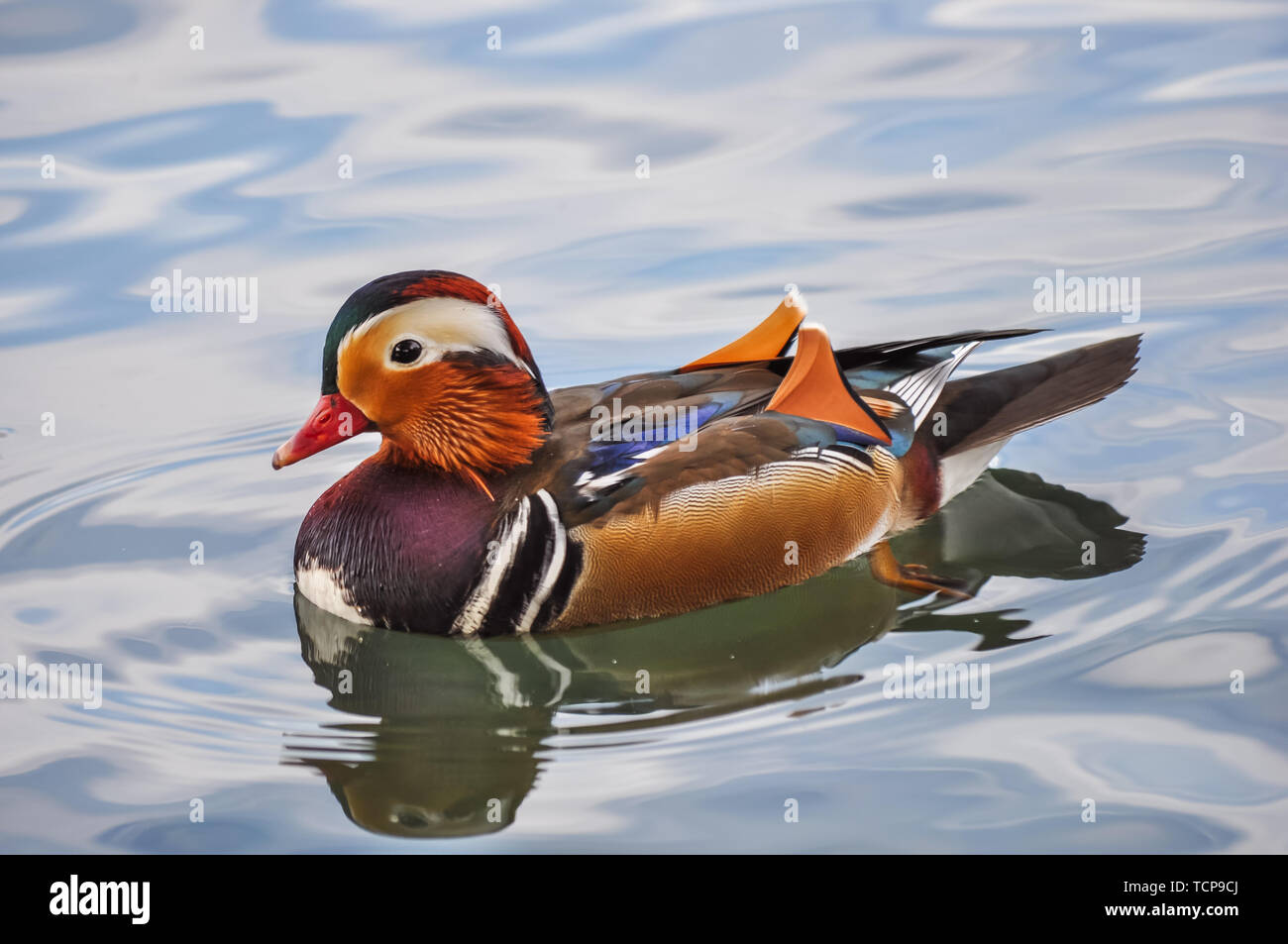 Close-up di anatre di mandarino in riva al lago Foto Stock