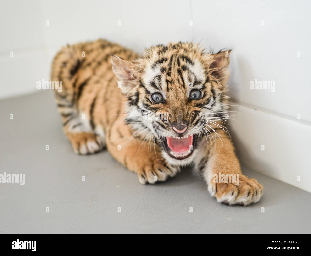 South China tiger baby in Luoyang Wangcheng Park Foto Stock