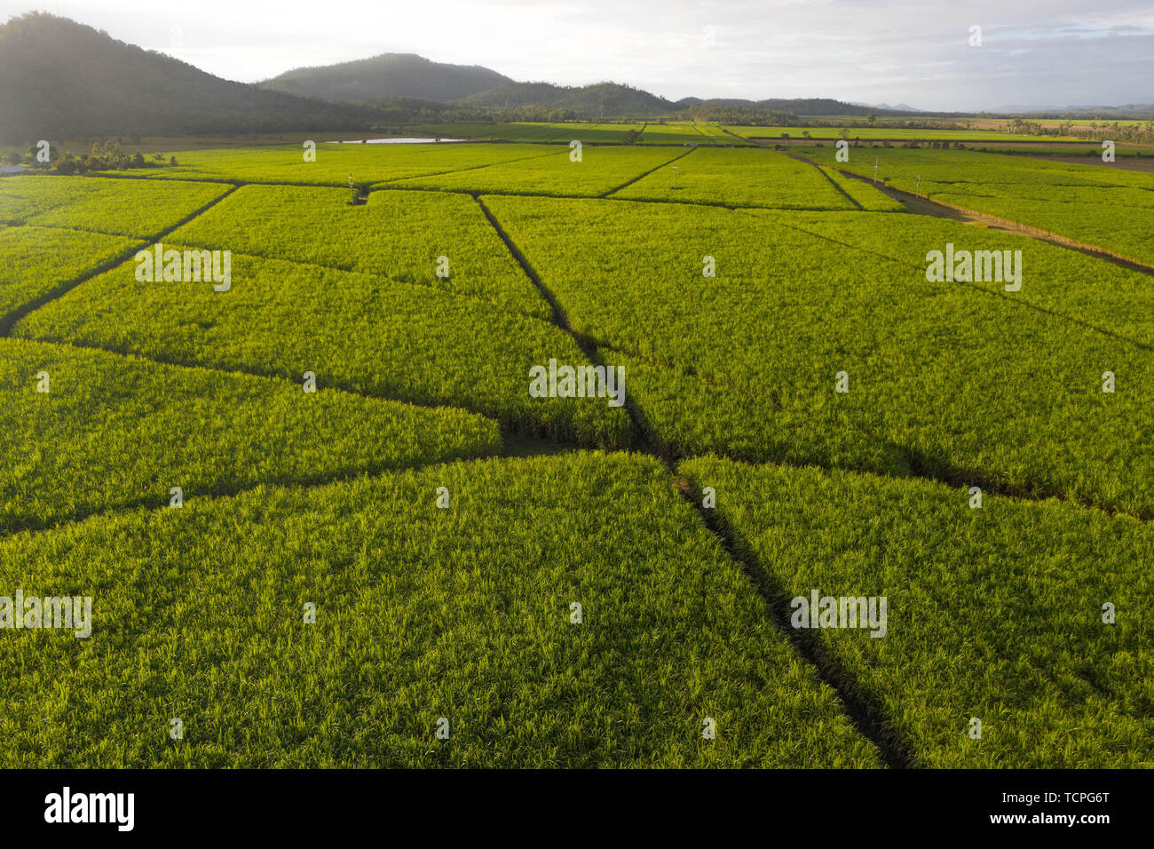 Veduta aerea le piantagioni di canne da zucchero agriculutural paesaggio tropicale nel paese delle meraviglie con le montagne sullo sfondo e il percorso dei campi inbtween Foto Stock