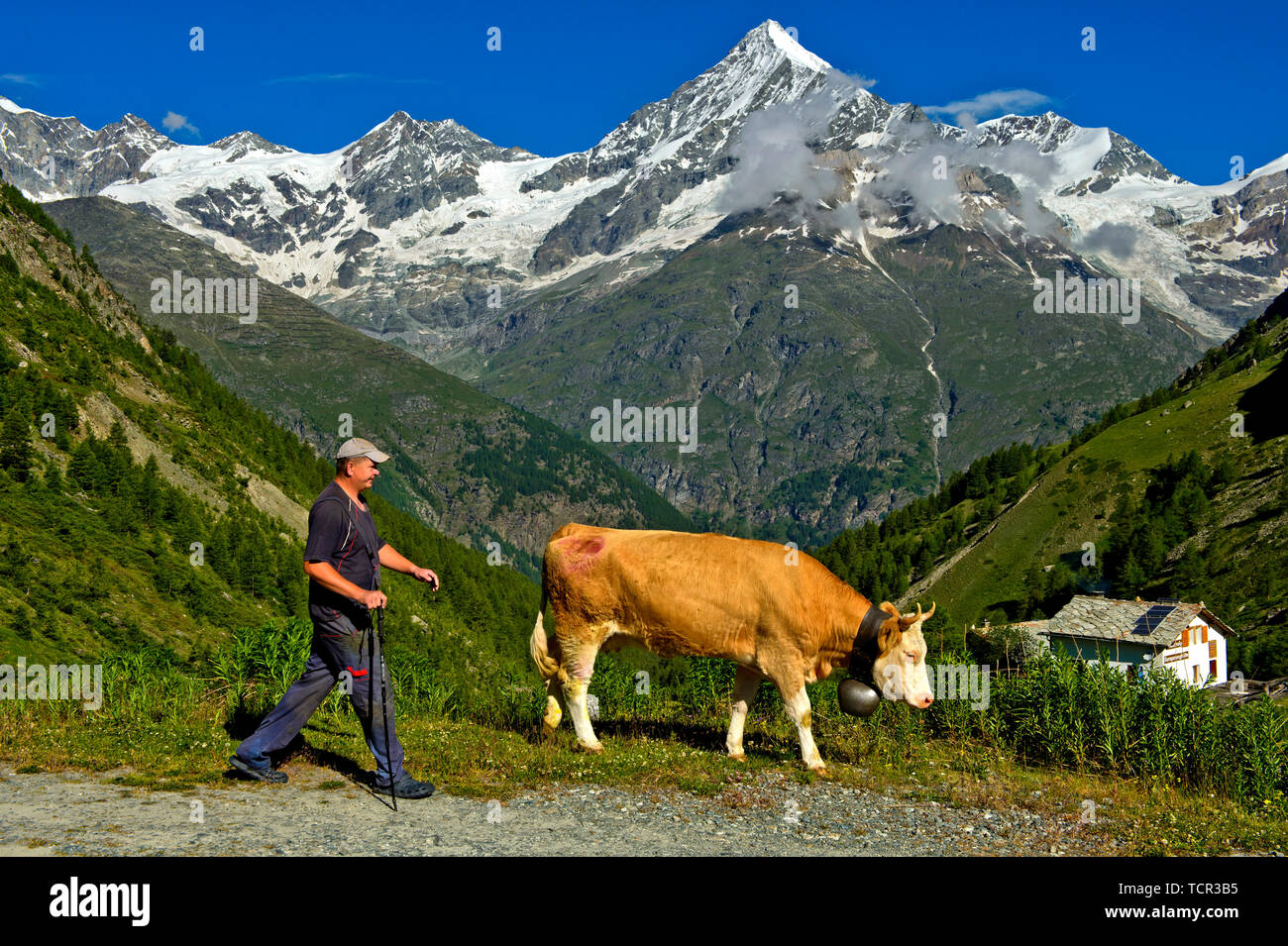 L'agricoltore di montagna con cow alla Täschalp alpeggio, picco Weisshorn dietro,Täsch, Tasch, Vallese, Svizzera Foto Stock