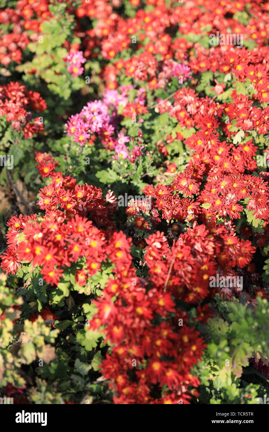 Fiore ed erba Foto Stock