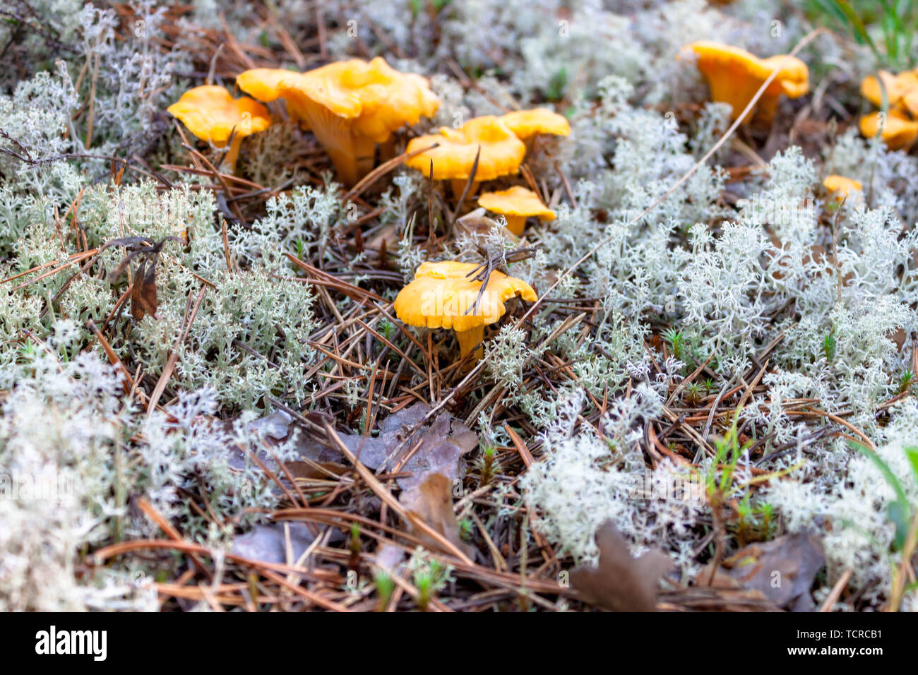 Pochi giallo Craterellus lutescens piedi finferli funghi in bianco lichen nel nord. Foto Stock