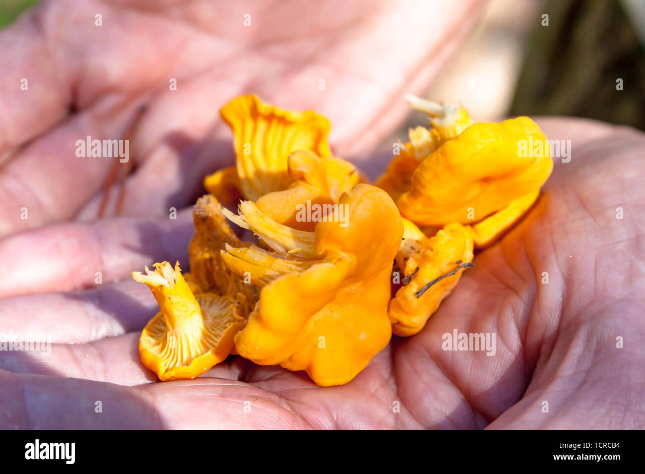 Pochi prelevati giallo Craterellus lutescens piedi finferli fungo in mani Foto Stock