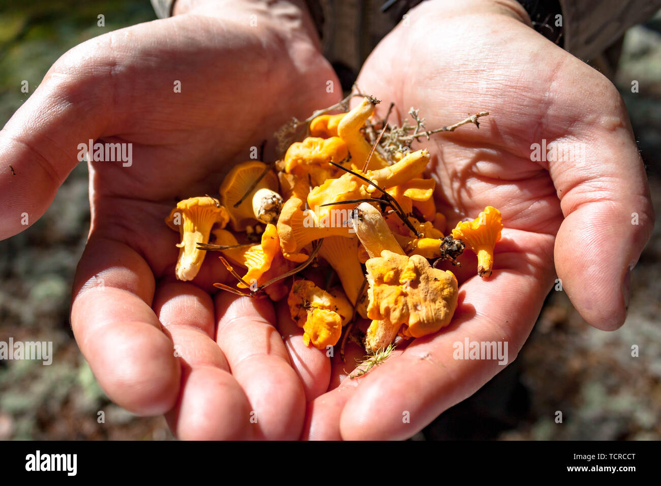 Pochi prelevati giallo Craterellus lutescens piedi finferli fungo in mani Foto Stock