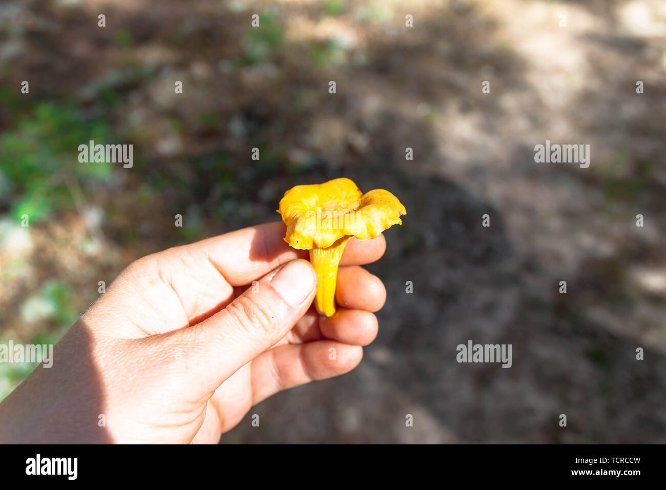 Donna lato prelievo giallo commestibili Craterellus lutescens piedi finferli in Nord foresta sul suolo sfondo naturale. Cerca e pick up Foto Stock