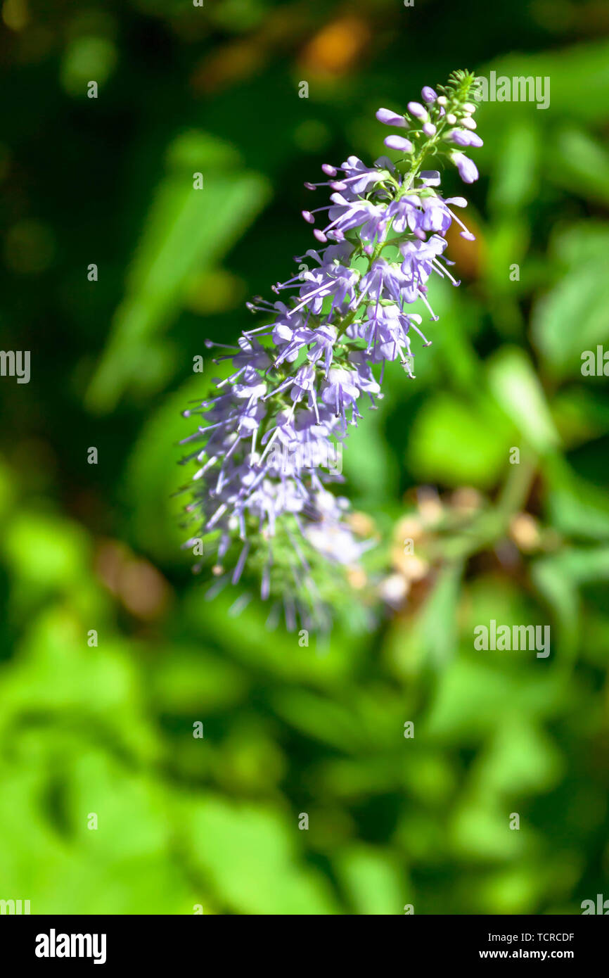 Viola fiori blu di Veronica longifolia o longleaf speedwell nel prato o nella foresta sulla natura verde dello sfondo. Selective soft focus. Testo Foto Stock