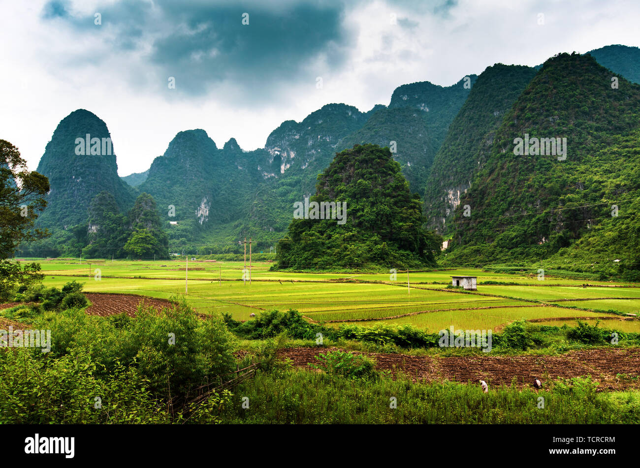 Asian campi di riso e roccia carsica nella provincia di Guangxi della Cina Foto Stock
