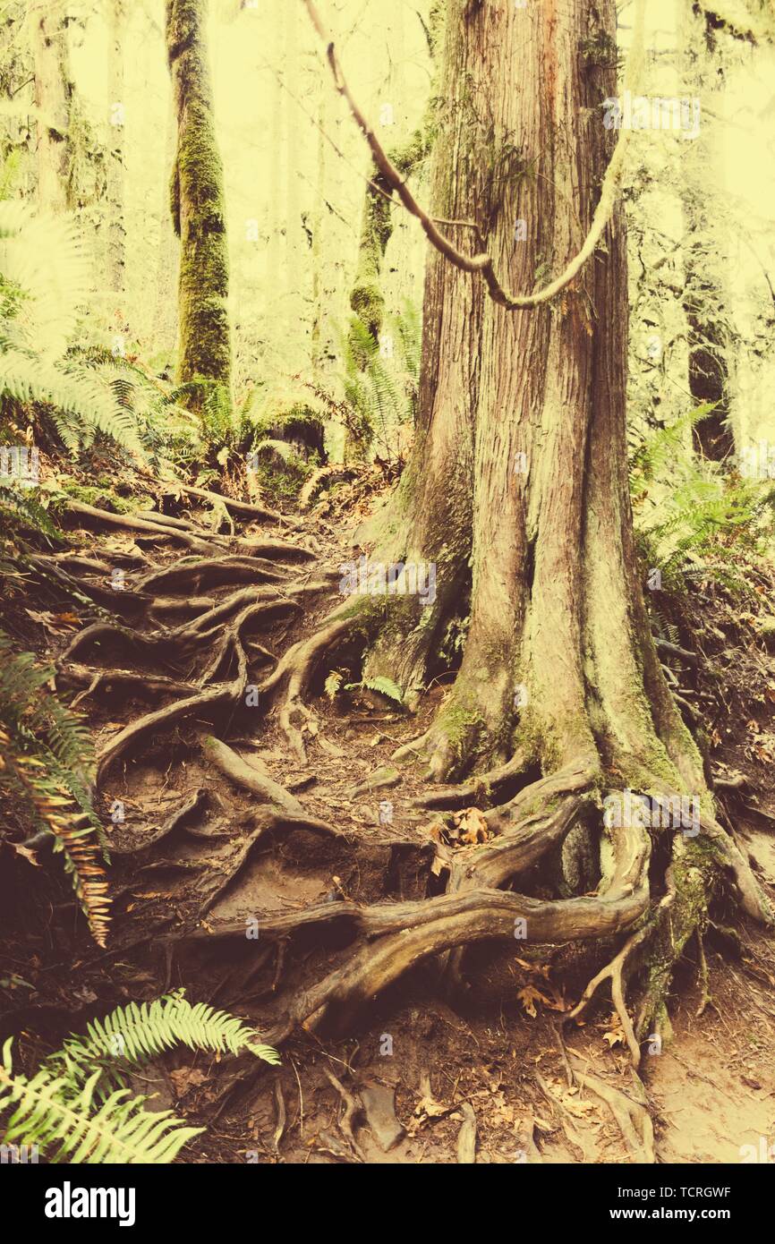 Bell'albero in una foresta con radici visibili che escono del suolo Foto Stock