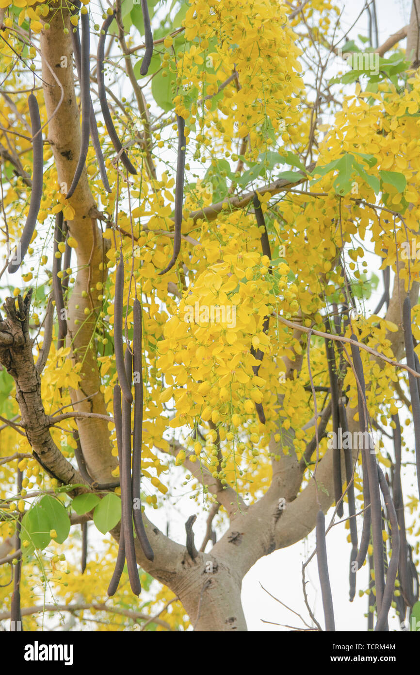 Golden Shower Tree. Cassia fistola Foto Stock