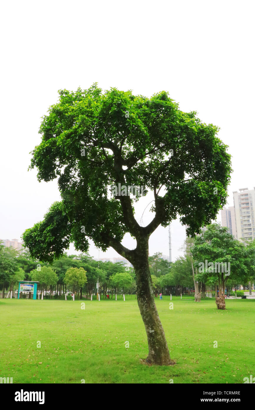 Plant Science mappa Foto Stock
