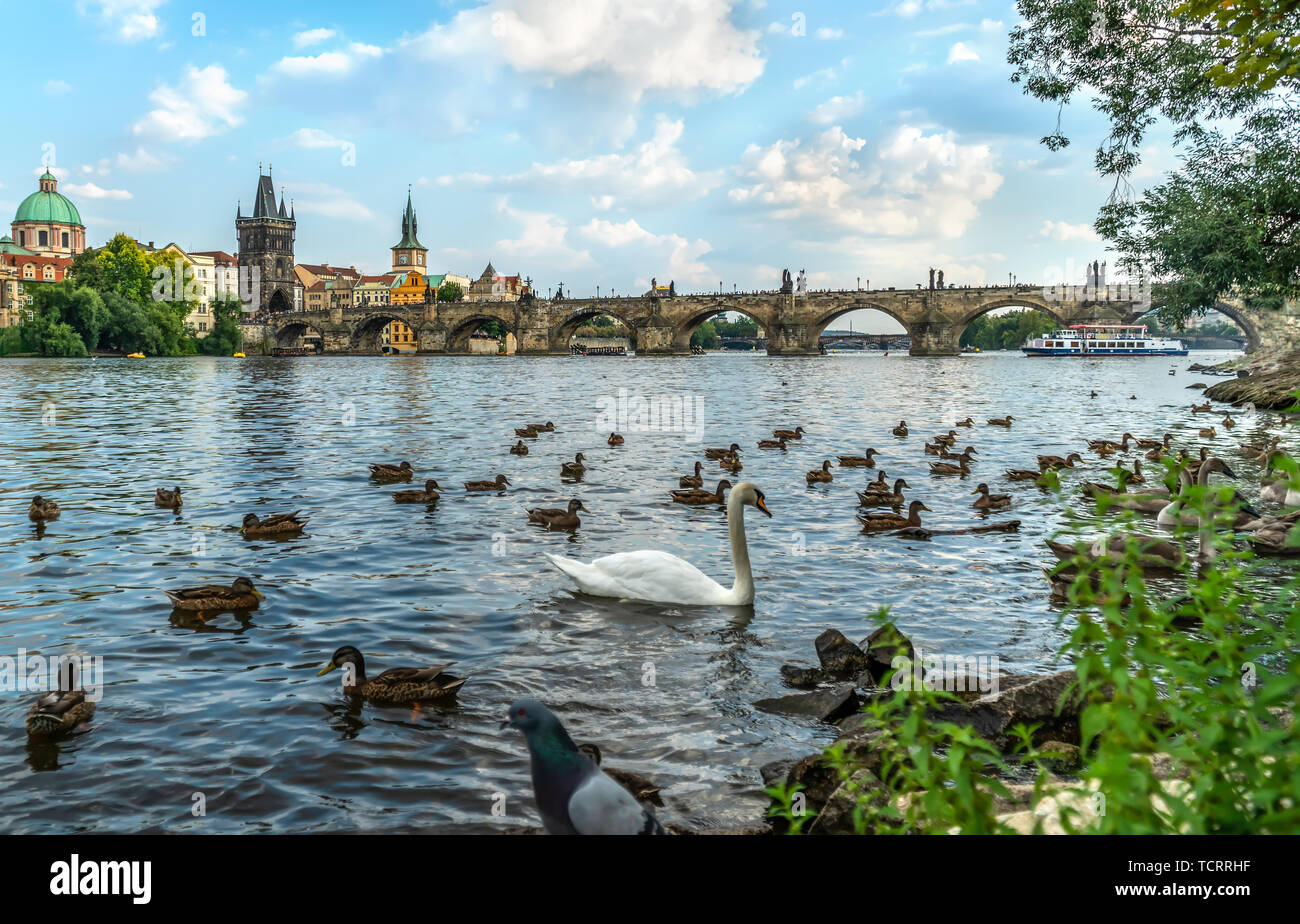 Cigni e anatre sul fiume Vltava vicino al Ponte Carlo a Praga Foto Stock