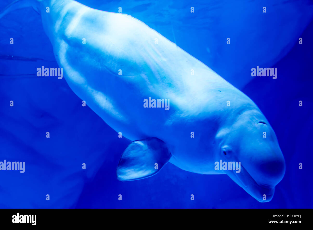 Le balene beluga in Haichang Ocean Park, Shanghai Foto Stock