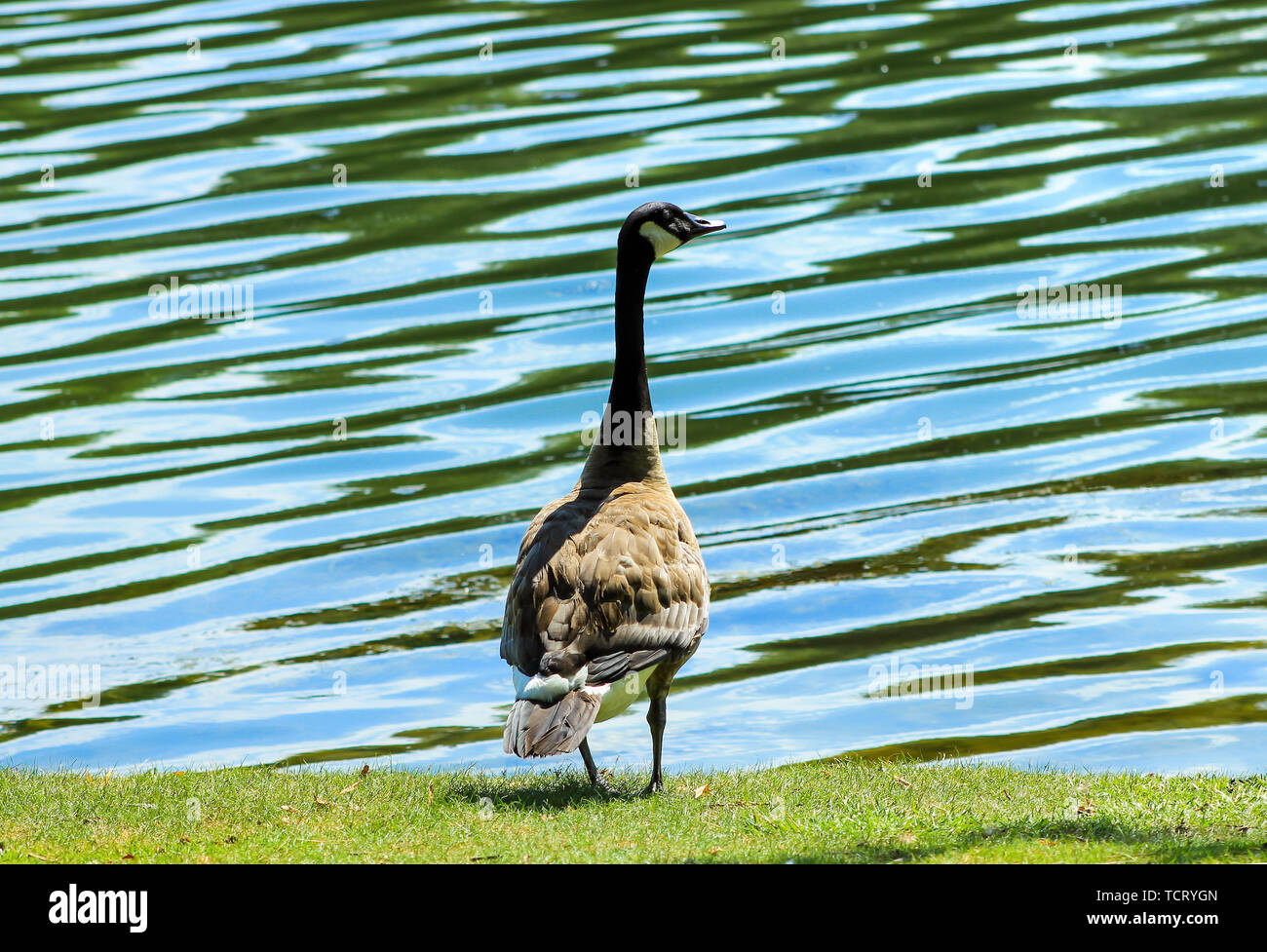 Canada Goose in piedi dall'acqua. Foto Stock
