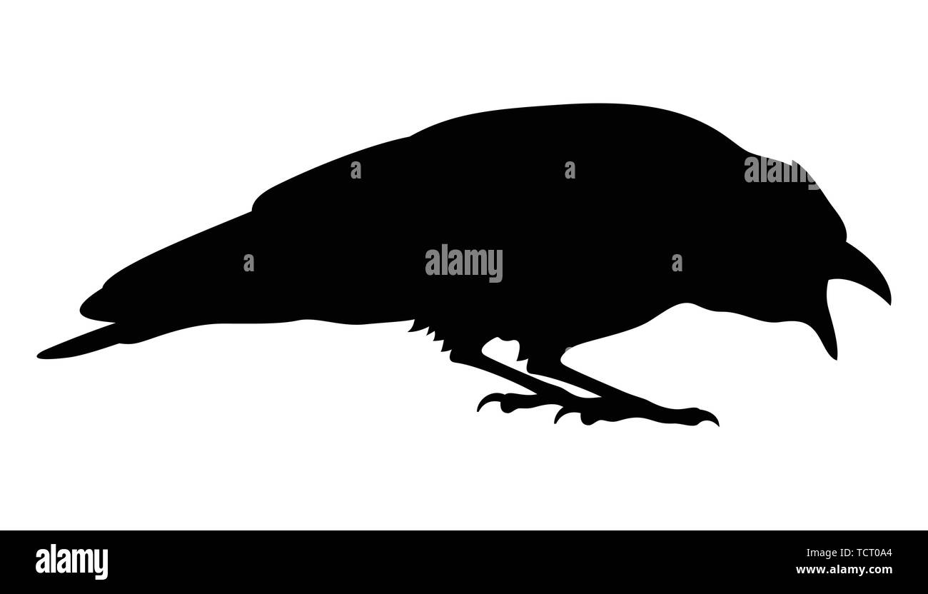 Silhouette di un corvo nero. Vector bianco nero illustrazione Illustrazione Vettoriale