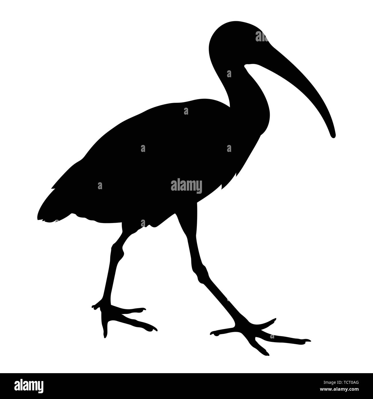 Africa ibis sacri silhouette. Illustrazione Vettoriale Illustrazione Vettoriale