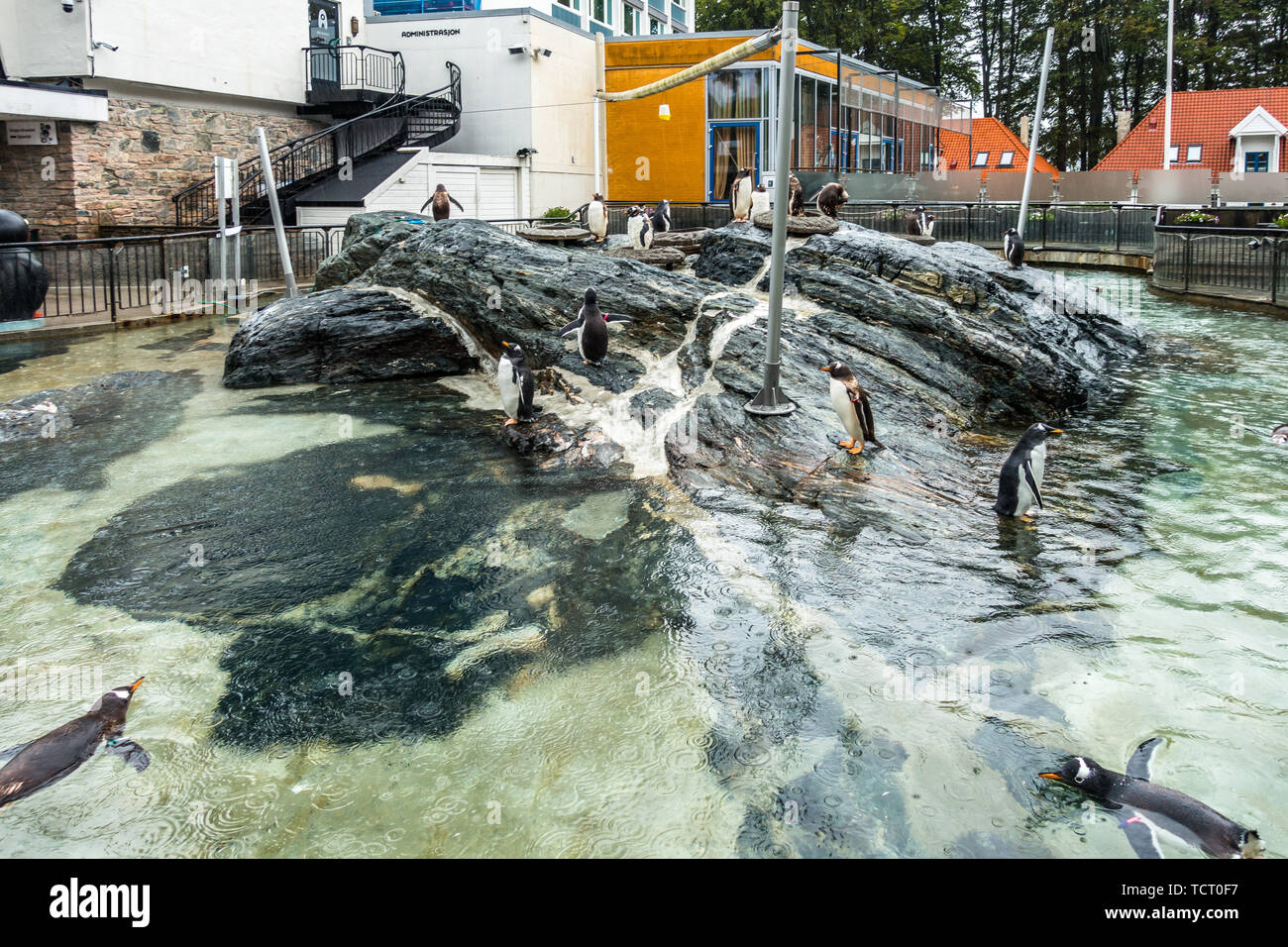 Pinguini a Bergen Acquario, il più grande acquario in Norvegia e uno di Bergen più grandi attrazioni turistiche Foto Stock