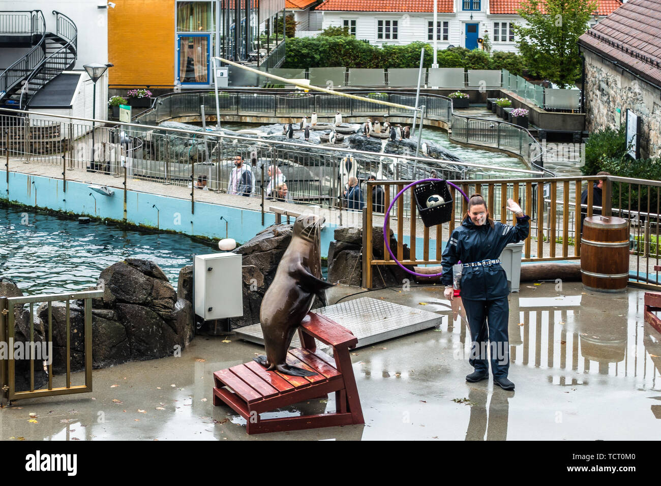 Sea Lion visualizza a Bergen acquario, una delle città più popolare attrazione turistica. Bergen, Norvegia, Agosto 2018 Foto Stock