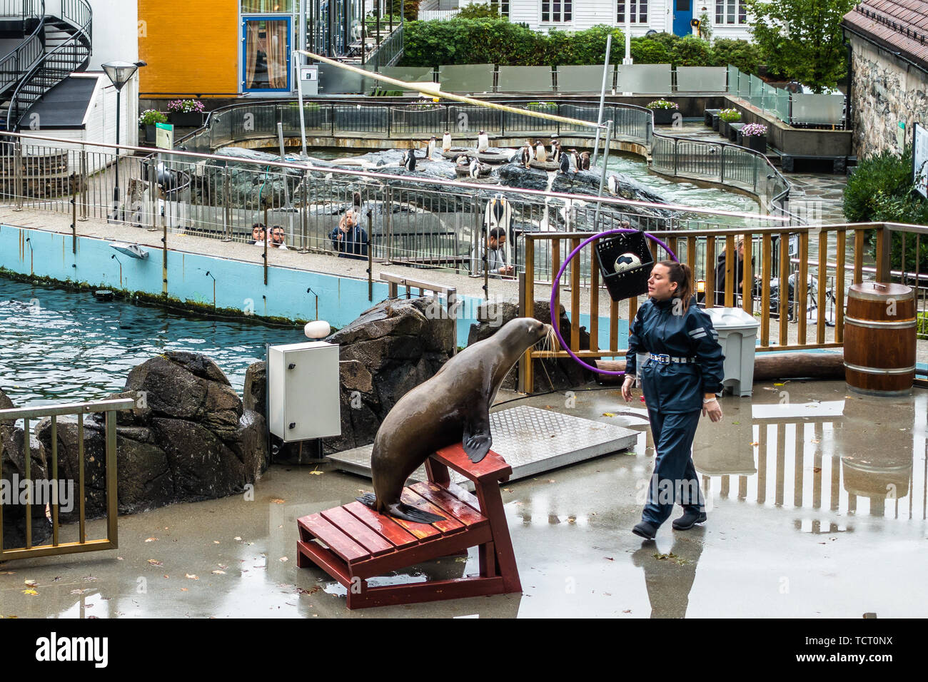 Sea Lion visualizza a Bergen acquario, una delle città più popolare attrazione turistica. Bergen, Norvegia, Agosto 2018 Foto Stock