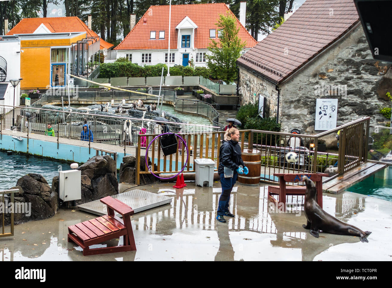 Sea Lion visualizza a Bergen Acquario, il più grande acquario in Norvegia. Bergen, Norvegia, Agosto 2018 Foto Stock