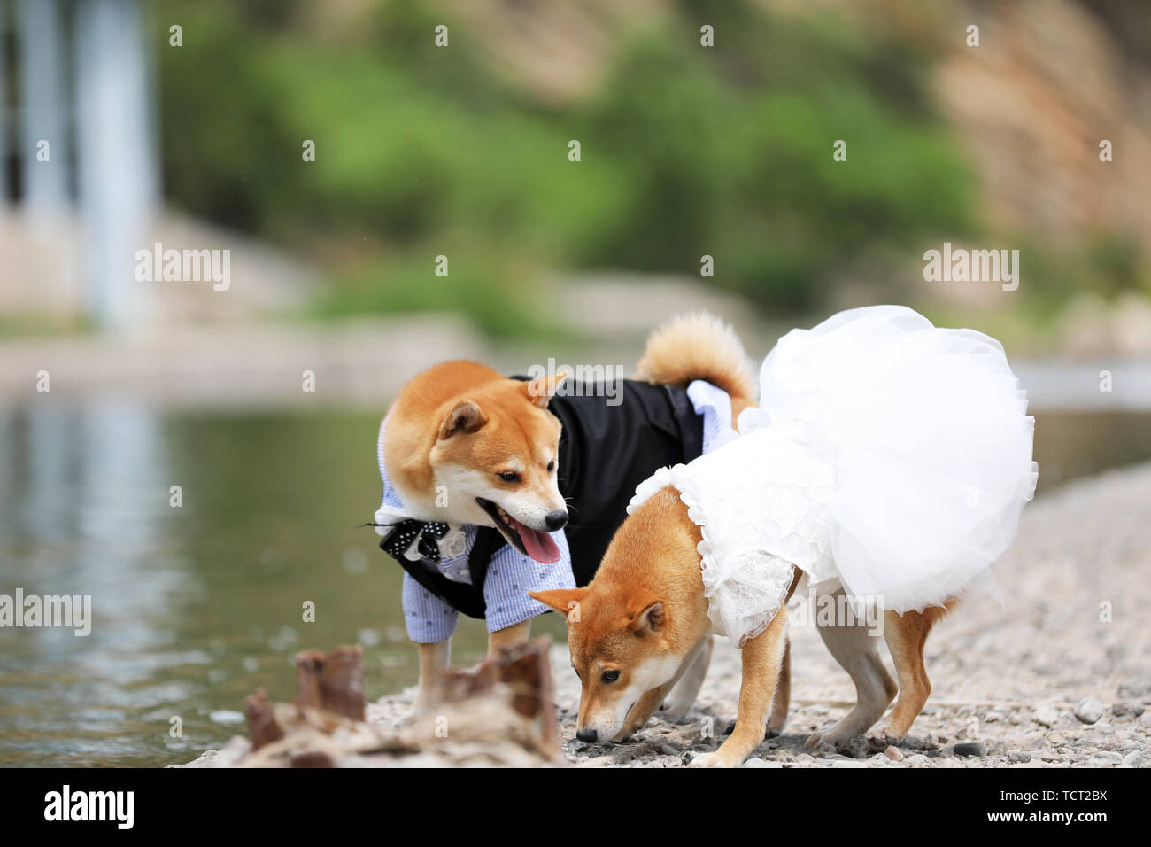 Carino firedog. Foto Stock