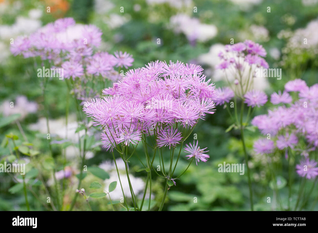 Thalictrum aquilegiifolium fiori in un giardino cottage. Foto Stock