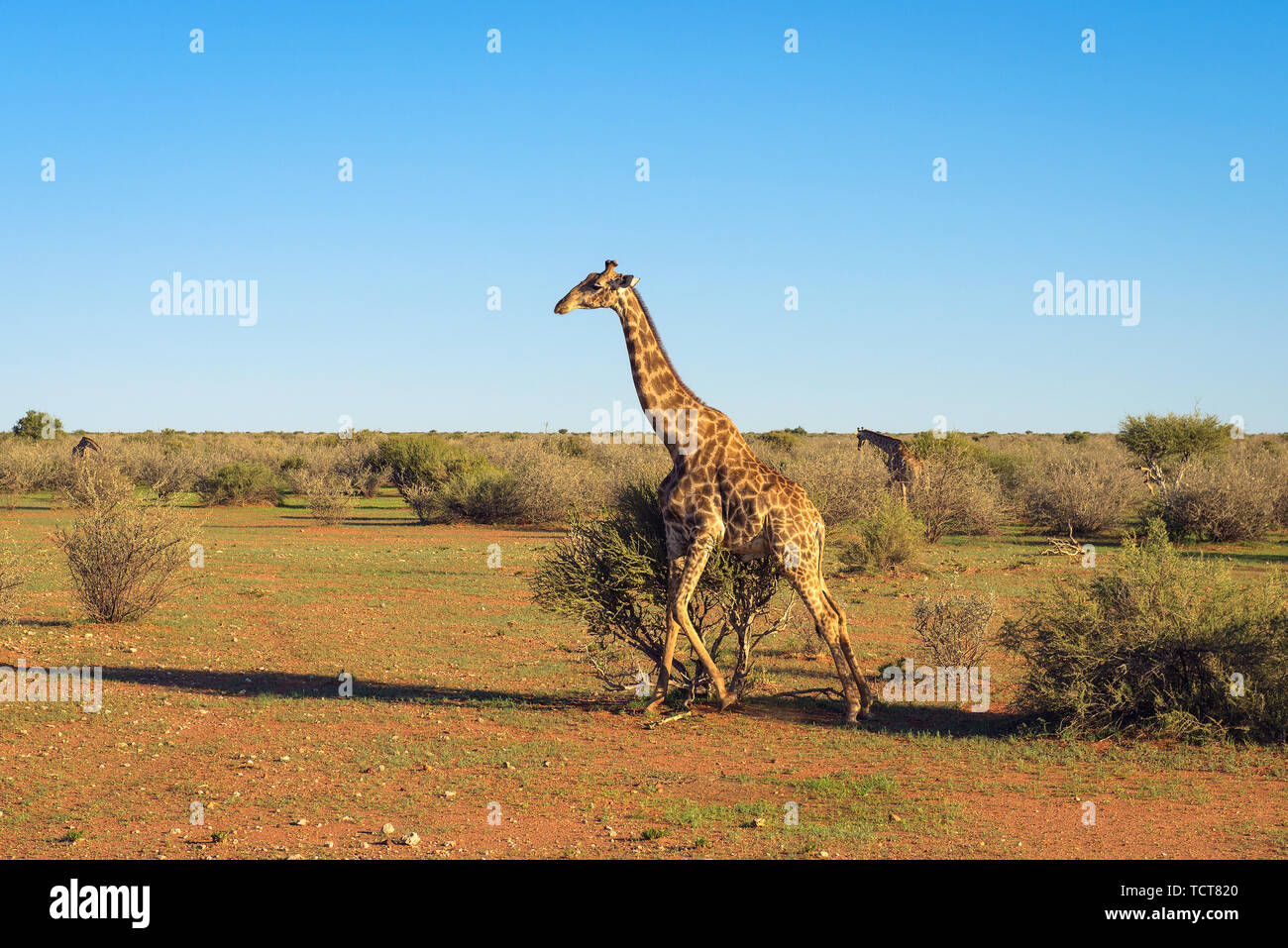 La giraffa a piedi attraverso il deserto del Kalahari in Namibia Foto Stock