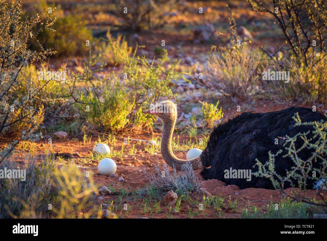Ostrich custodisce le sue uova nel deserto del Kalahari in Namibia Foto Stock