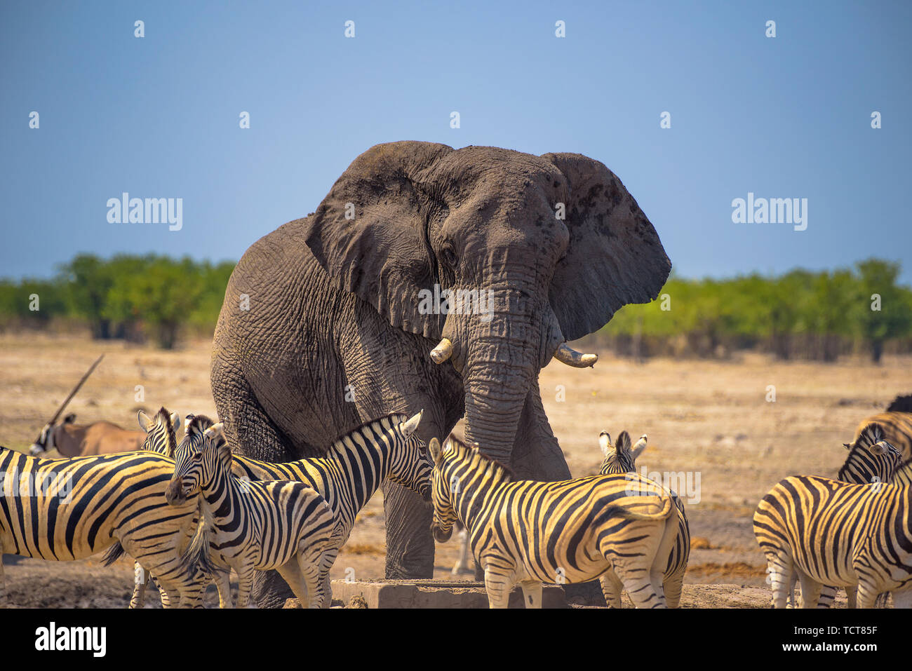 Arrabbiato elephant circondato da zebre in Etosha National Park, Namibia Foto Stock