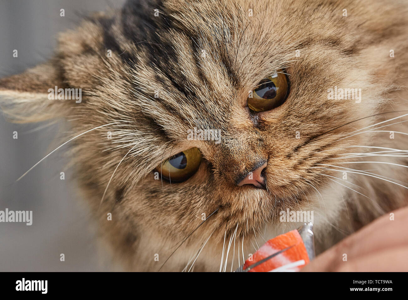 Carino senli Siberian Cat Foto Stock