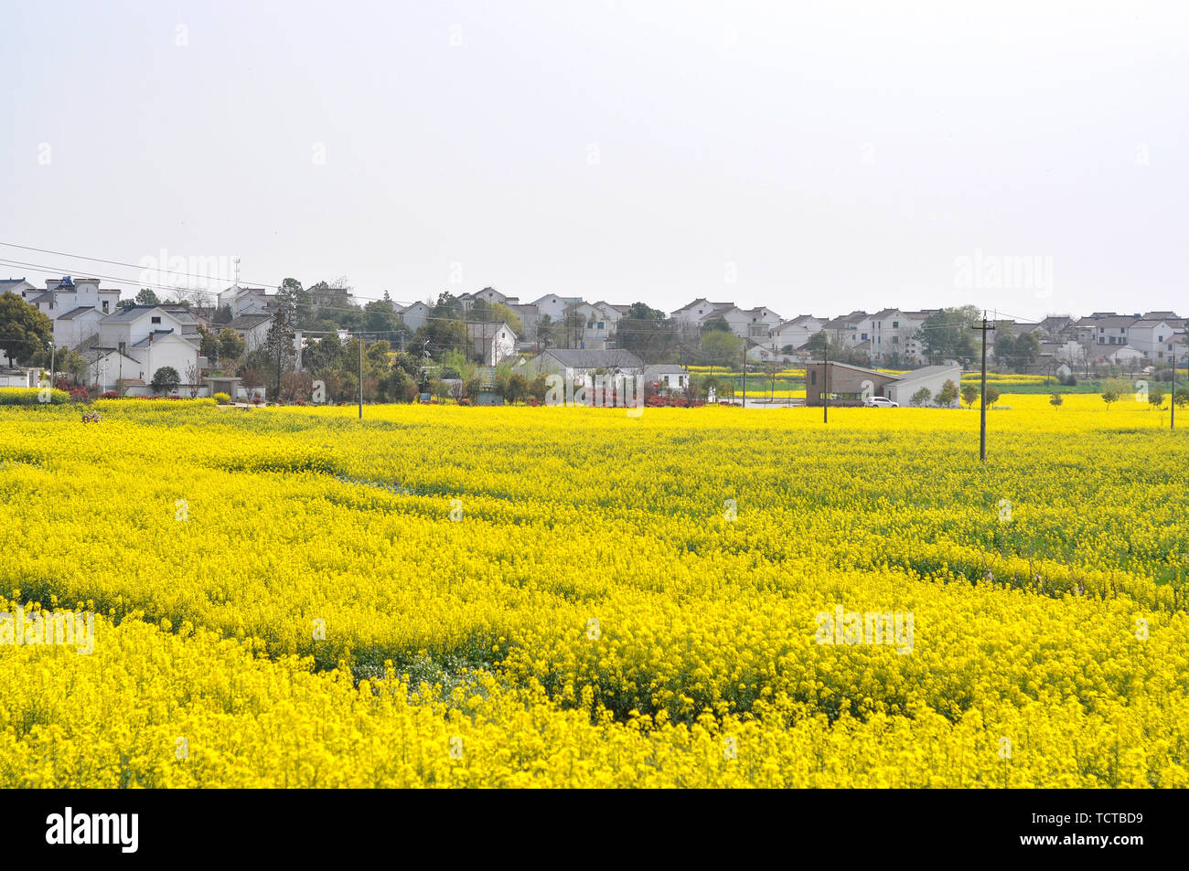 Jiangsu Nanjing Gaochun internazionale Slow Città Mare di colza Foto Stock