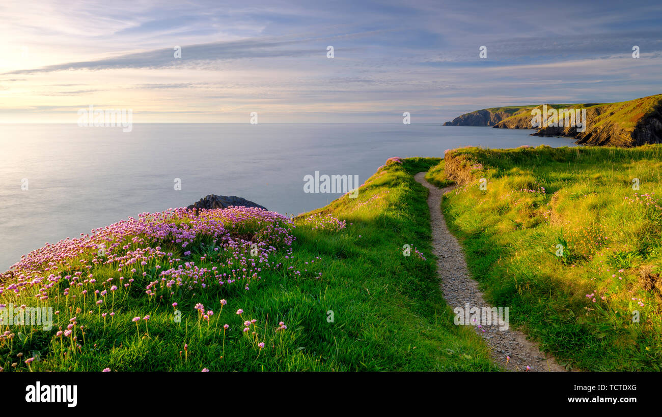 Ceibwr Bay, Regno Unito - 22 Maggio 2019: Primavera luce della sera sulla via costiera e la Rosa Sul Mare nella baia di Ceibwr, Pemroke, Wales, Regno Unito Foto Stock