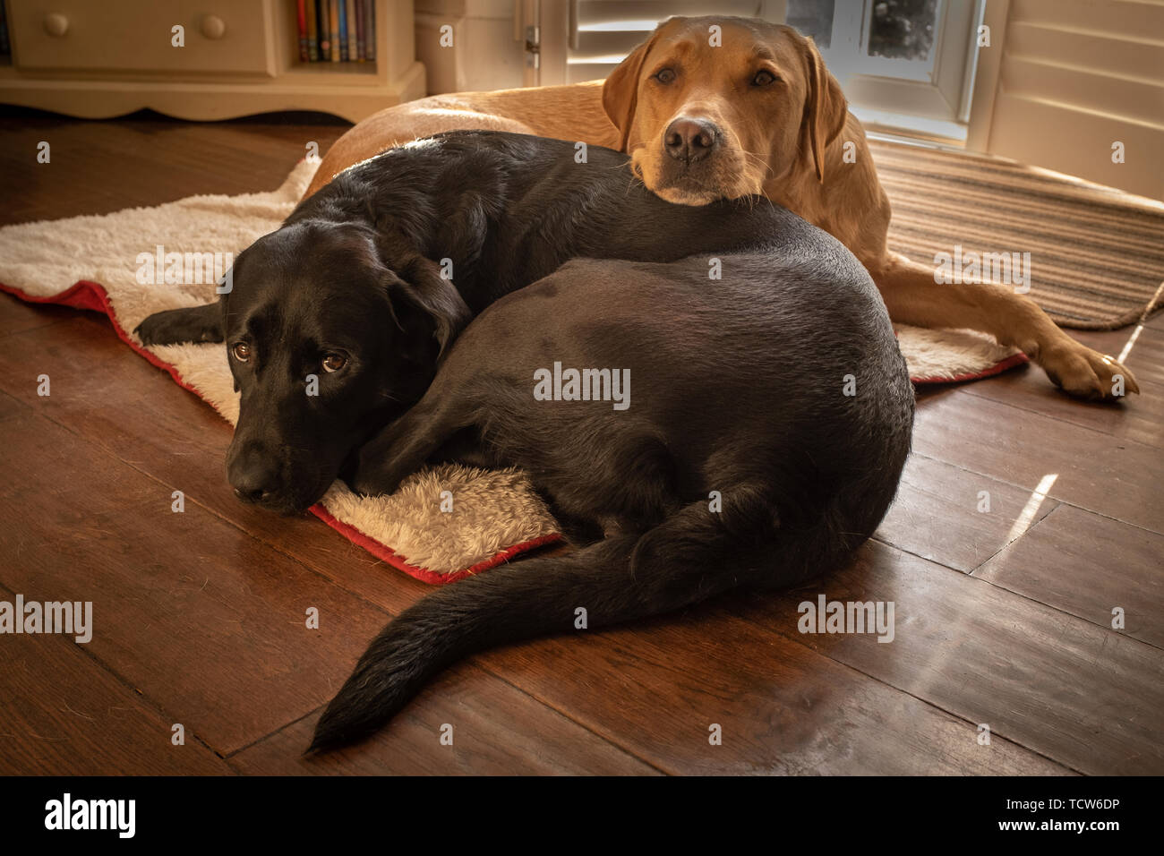 Due super cute Cerca gatti uno nero e uno giallo coccolati insieme sul cane letto, nessuno nell'immagine Foto Stock