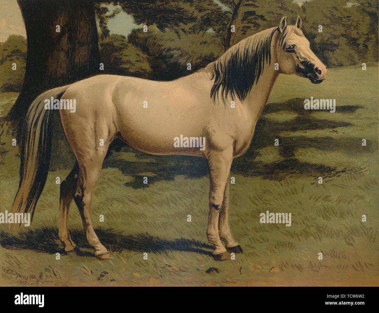 'L'Arabo Pony caricabatterie del generale Sir speranza concedere l', C1879. Creatore: sconosciuto. Foto Stock