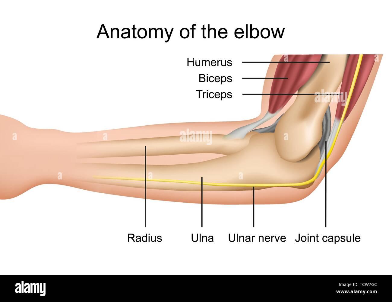 Anatomia del gomito medical illustrazione vettoriale con descrizione isolato su sfondo bianco eps 10 Una infografica Illustrazione Vettoriale