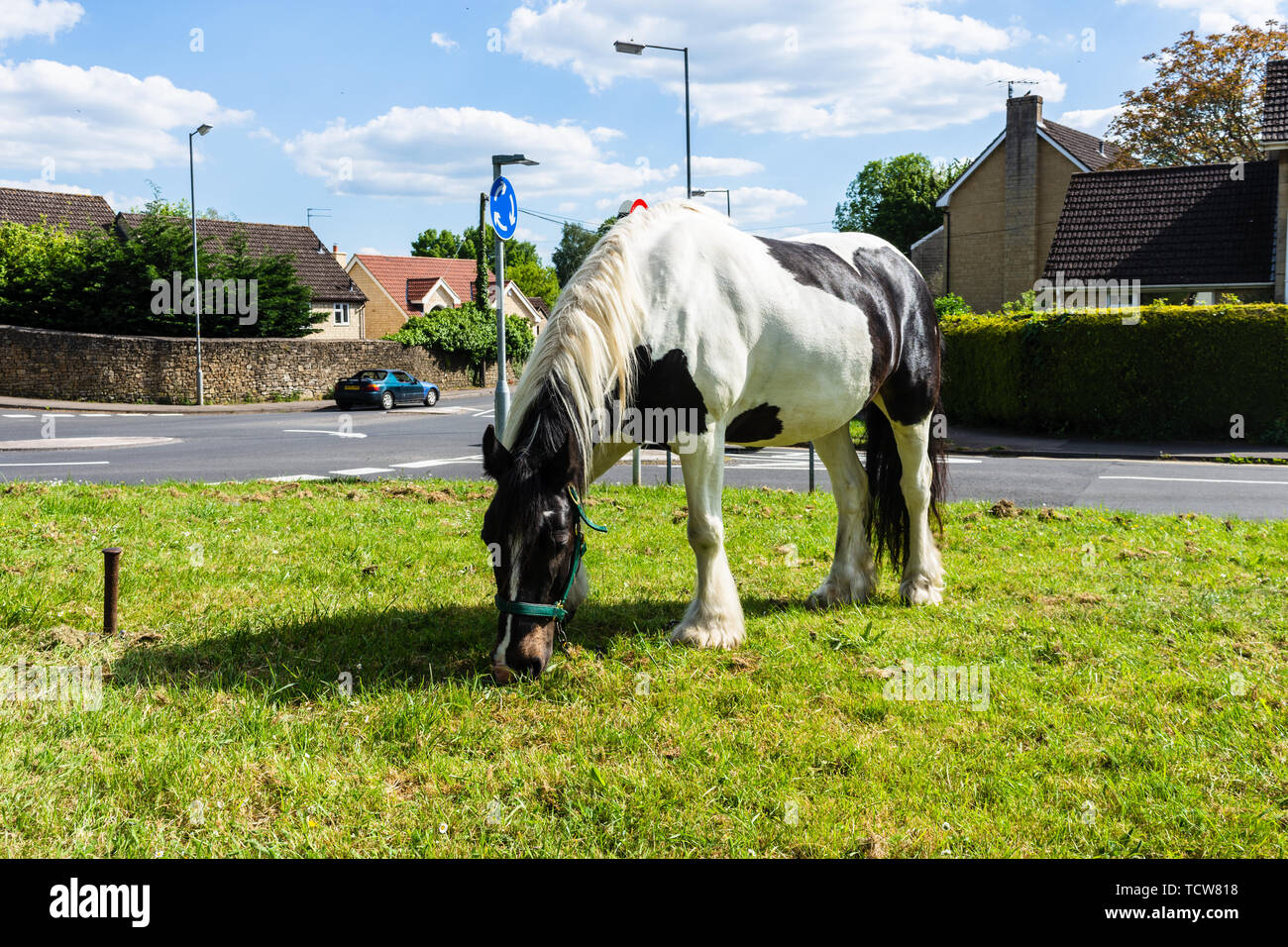 Un tri colorati cob irlandese/Gypsy Vanner cavallo tethered e pascolo su erba a lato di una strada nel Wiltshire città di Bradford on Avon Foto Stock