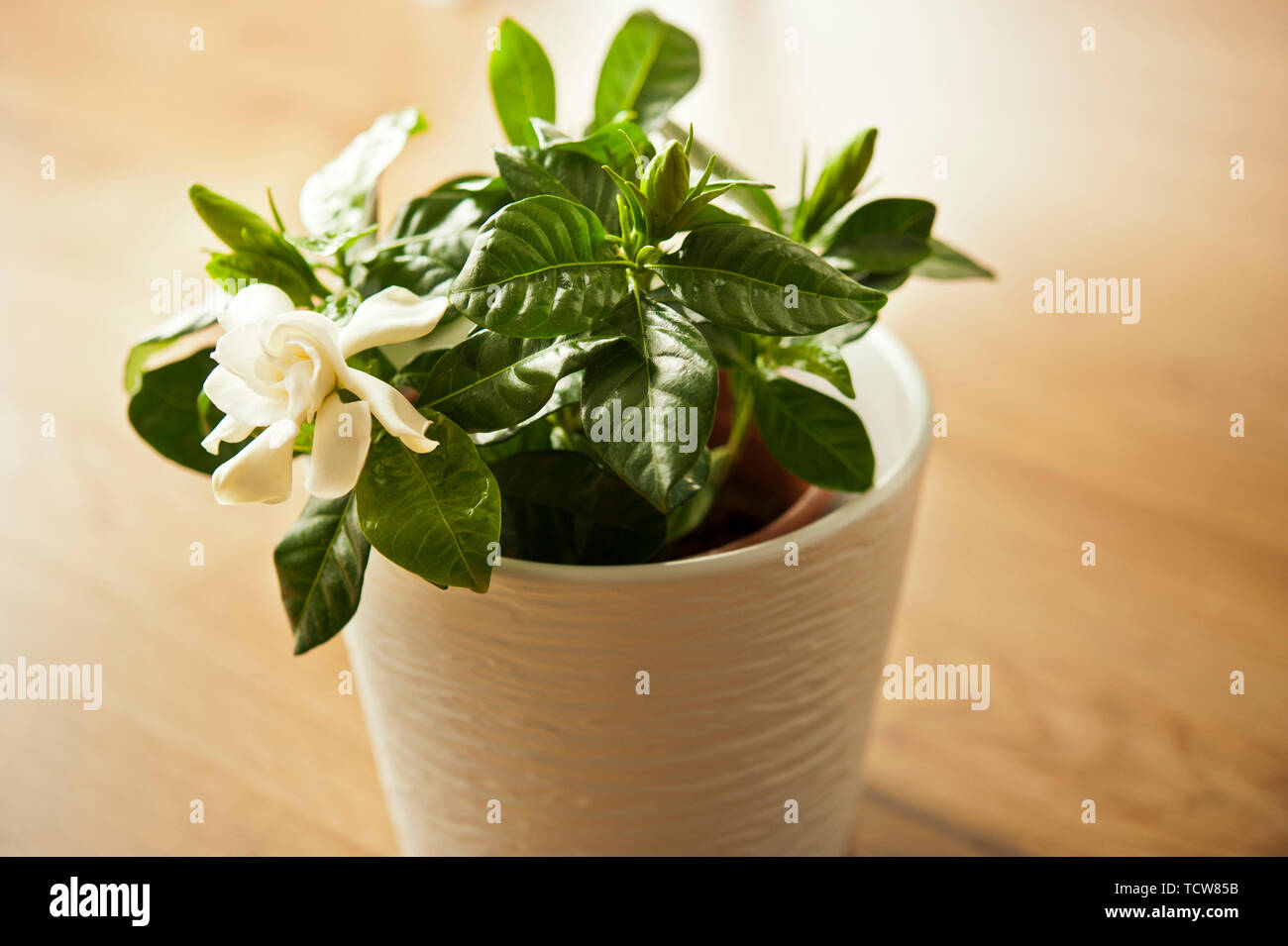 Pianta di Gardenia con fiori in vaso Foto Stock