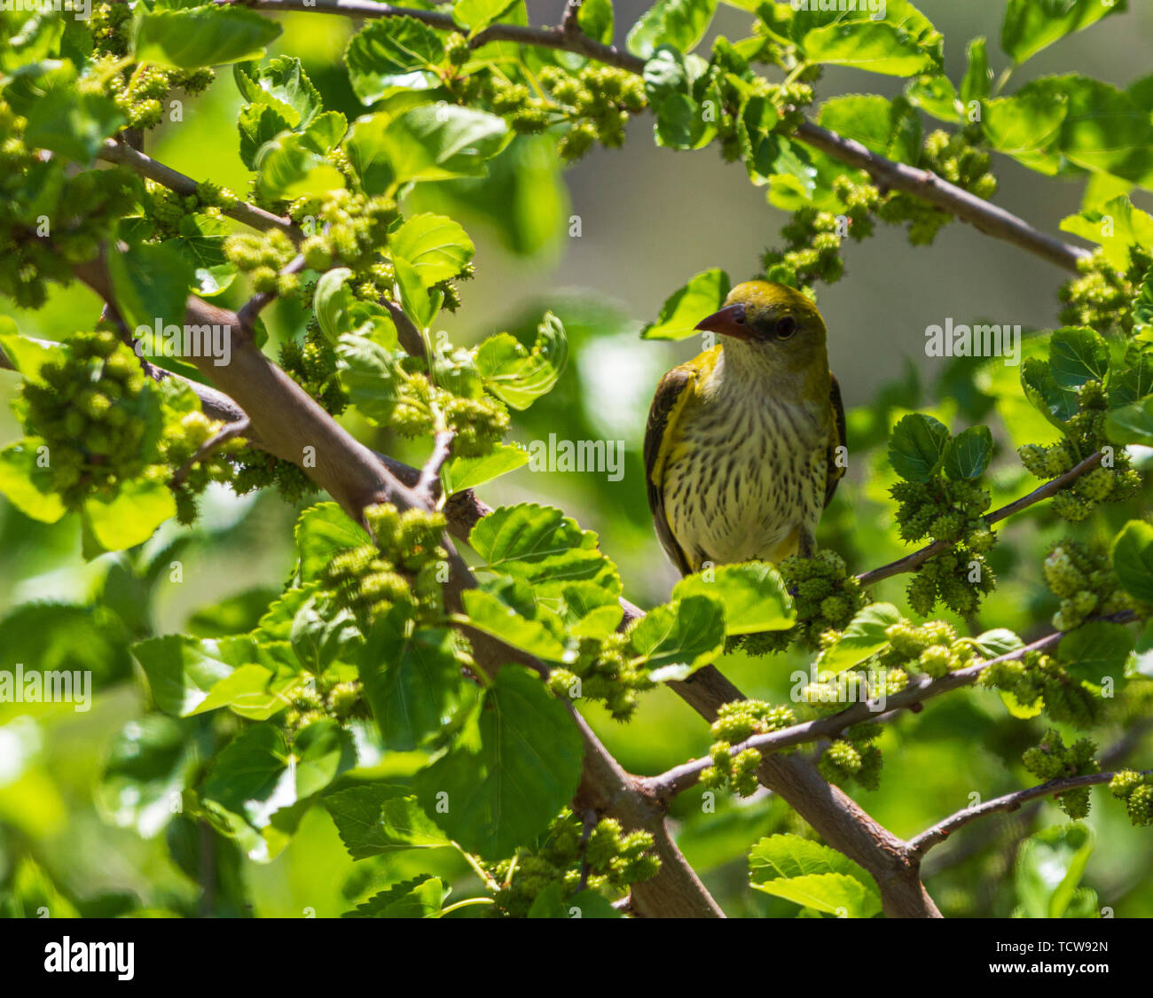 Oriolus oriolus, Femmina Eurasian Rigogolo appollaiate in un Gelso Morus alba Foto Stock