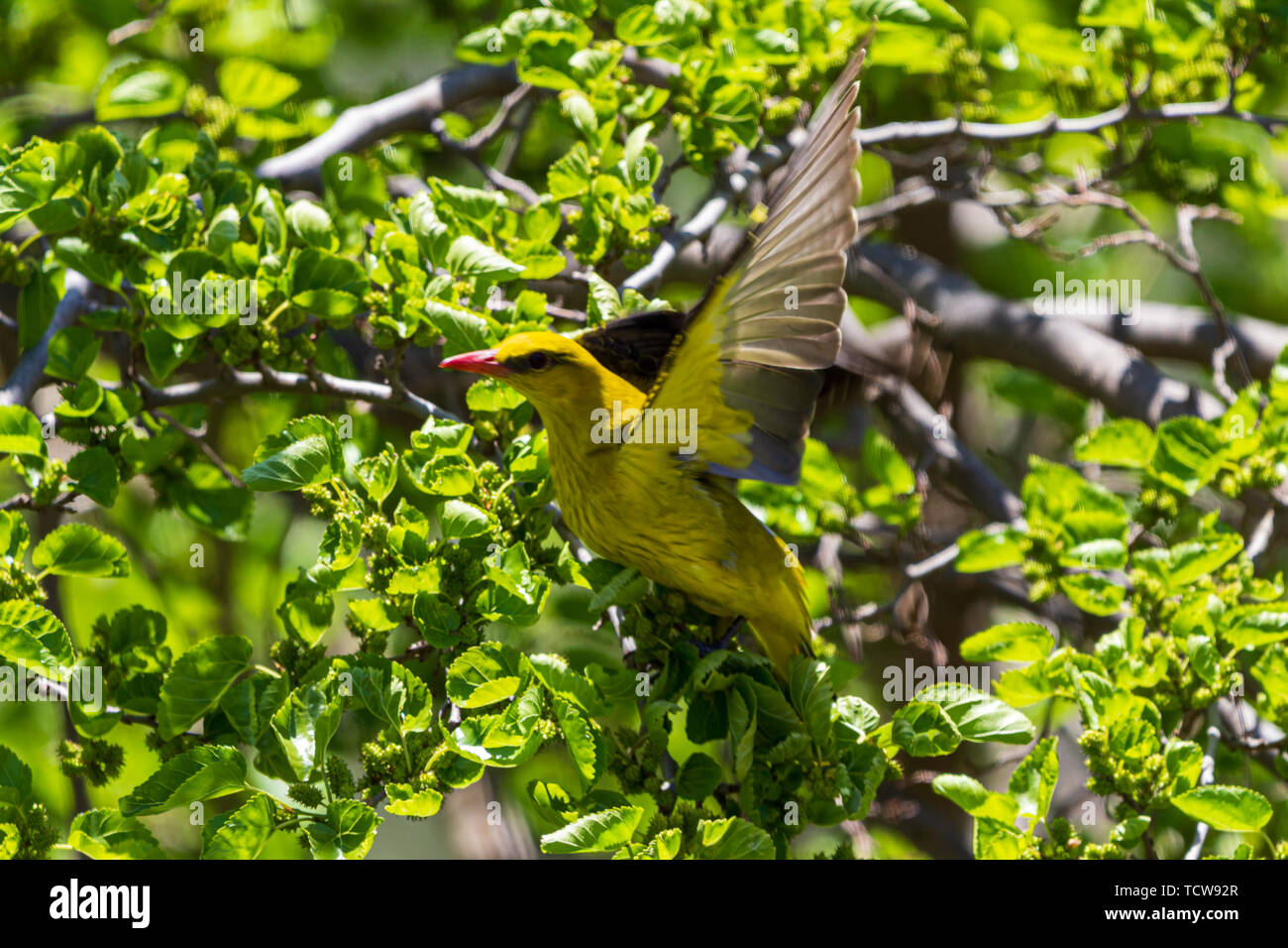 Oriolus oriolus, Femmina Eurasian Rigogolo di prendere il volo da un Gelso Morus alba Foto Stock