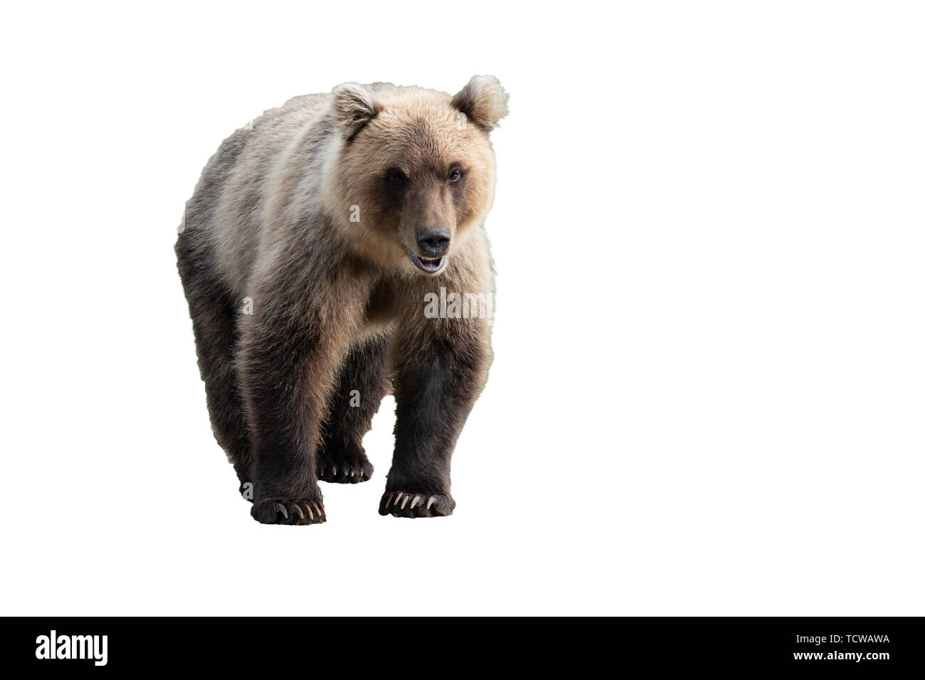 Terribile wild Kamchatka l'orso bruno (Ursus arctos piscator) passeggiare e guardarsi. Isolato su sfondo bianco, copia dello spazio. Foto Stock