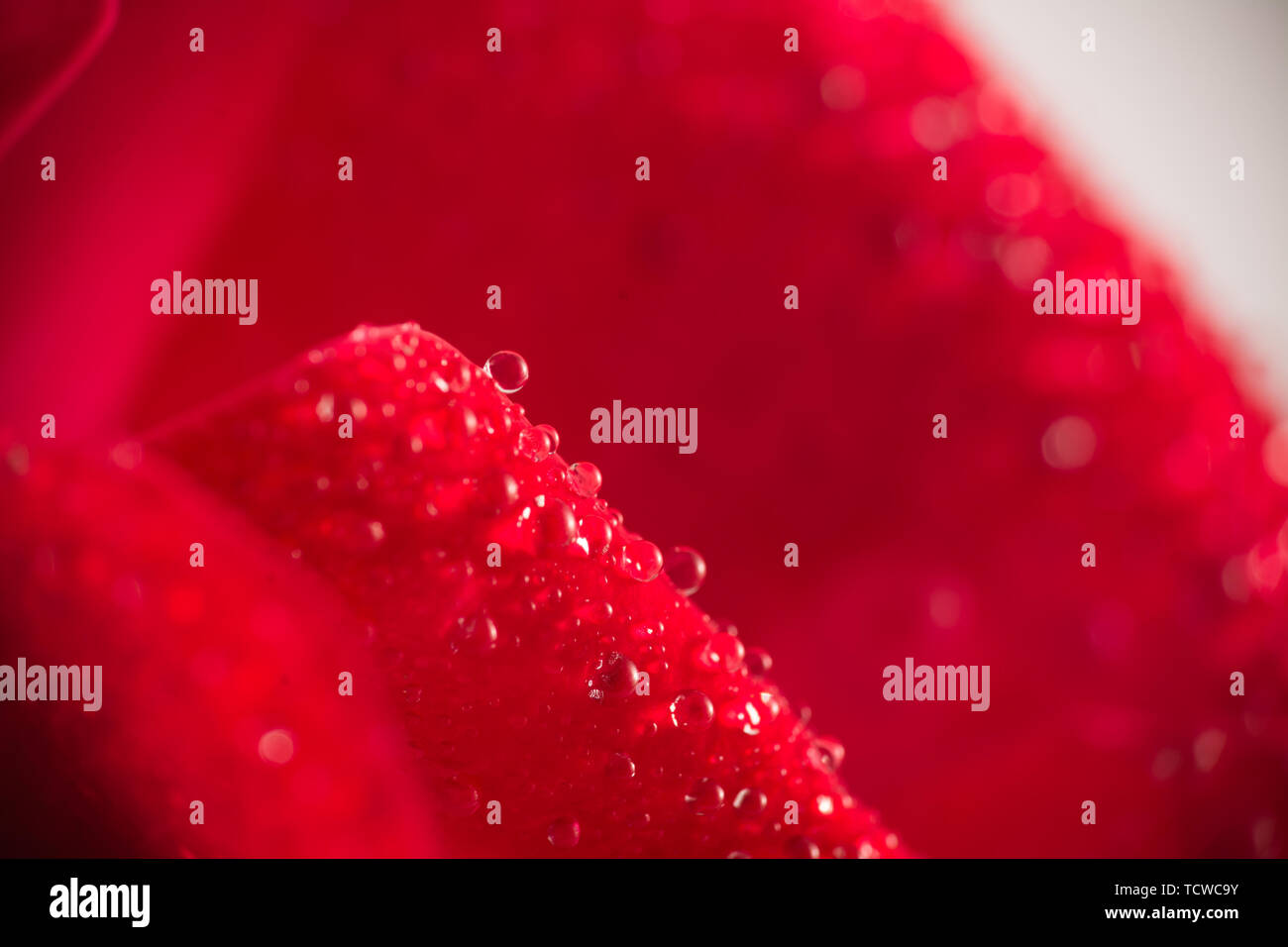 Macro di rosso petali di rosa con gocce d'acqua Foto Stock