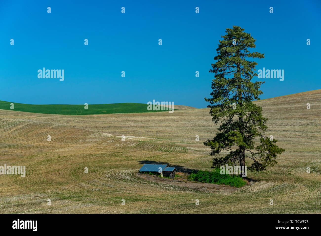 Dolci colline e campi di grano schemi della Palouse, WASHINGTON, STATI UNITI D'AMERICA, Foto Stock