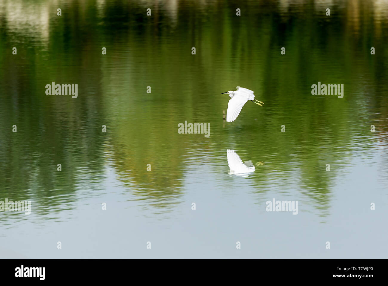 Gli uccelli delle zone umide Foto Stock