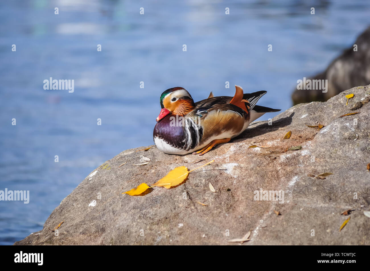 Close-up di anatre di mandarino in riva al lago Foto Stock