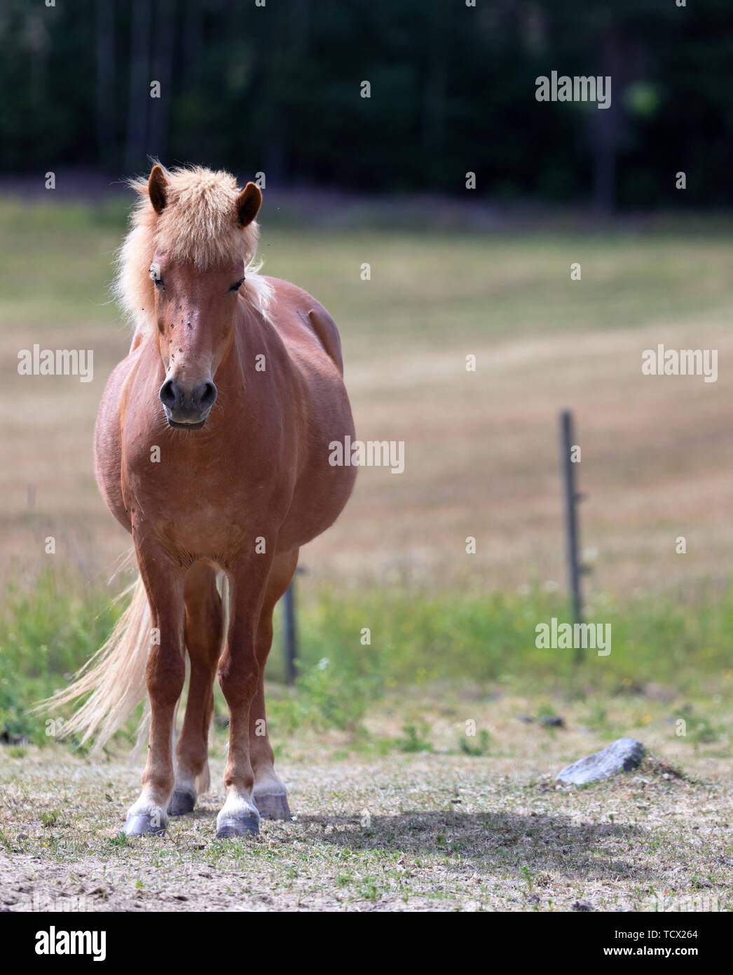Cavallo islandese vicino a Vaxholm, Svezia Foto Stock