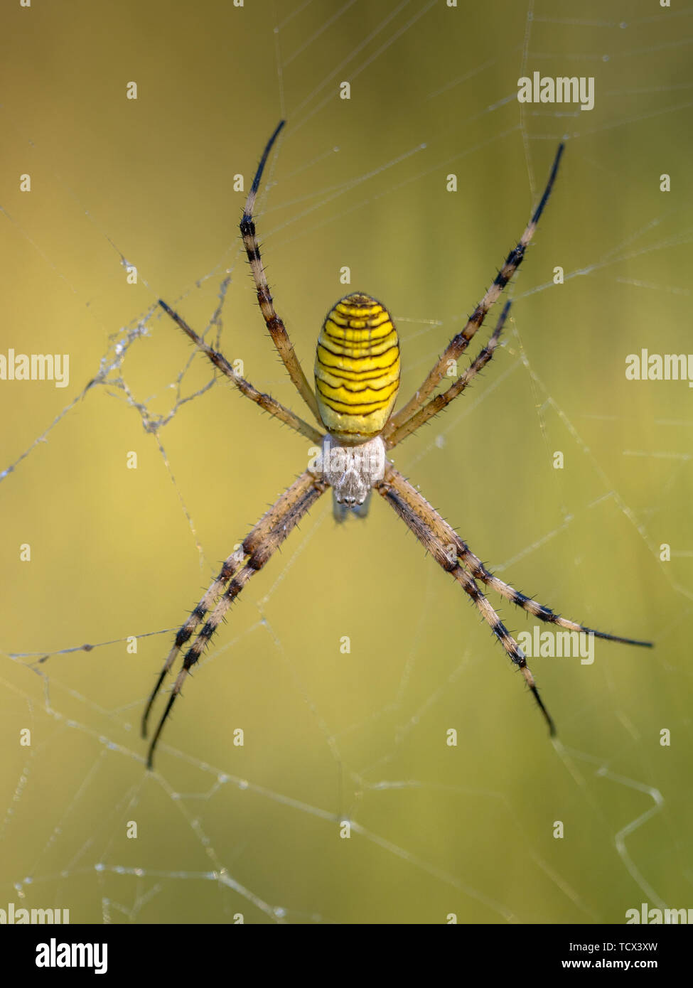 Wasp spider (Argiope bruennichi) in attesa di preda nel web. Close up Foto Stock