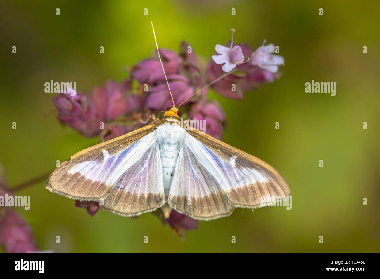 Struttura di scatola di Tarma (Cydalima perspectalis) invasiva specie di peste di vaste parti dell Europa Foto Stock