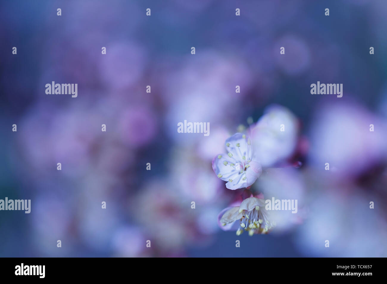 La leggermente sfocata albicocca bellissimi fiori bianchi Foto Stock