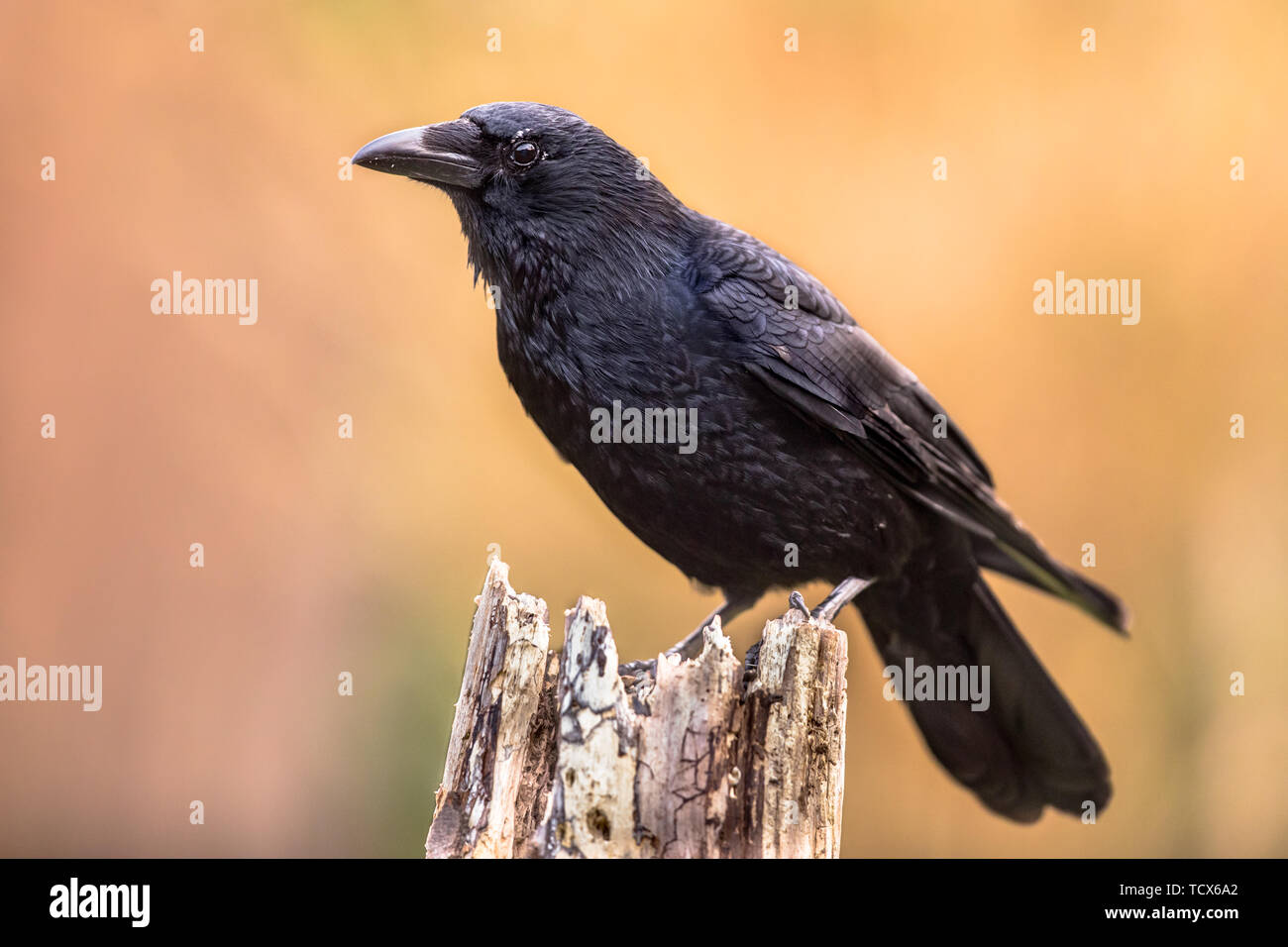 Carrion crow (Corvus corone) black bird appollaiato sul tronco di albero su sfondo chiaro e guardando la fotocamera Foto Stock