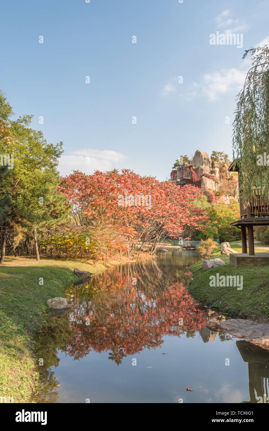 Autunno Swan anatra selvatica in Outdoor stagno Grove nel Parco di Shenyang, Cina Foto Stock